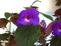 Achimenes 'Purple King' (plant)